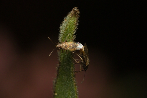 iNaturalist observation photo of False chinch bugs