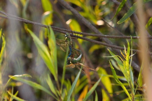 iNaturalist observation photo of Common Green Darner