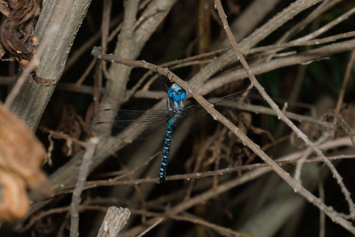 iNaturalist observation photo of Blue-eyed Darner