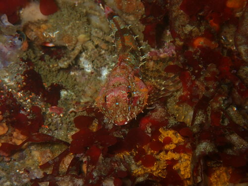 Snubnose sculpin (Orthonopias triacis) — Cottidae — 5