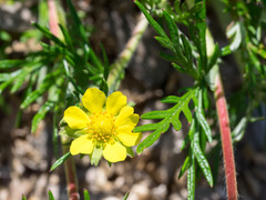 Potentilla bimundorum