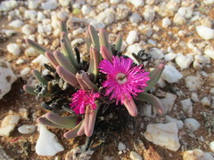 Argyroderma fissum