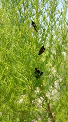 Scolia erythrocephala