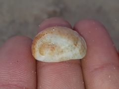 Bostrycapulus pritzkeri