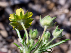Potentilla bimundorum