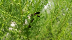 Scolia erythrocephala