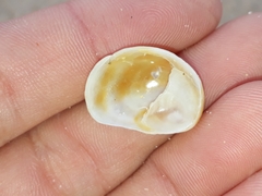 Bostrycapulus pritzkeri