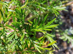 Potentilla bimundorum