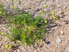 Potentilla bimundorum