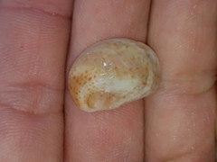 Bostrycapulus pritzkeri