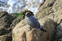 Leucophaeus modestus