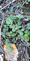 Oxalis orbicularis