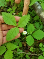Fragaria vesca americana