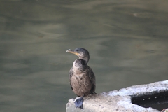 Nannopterum brasilianum