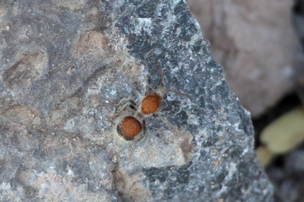 Sphaeropthalma arota