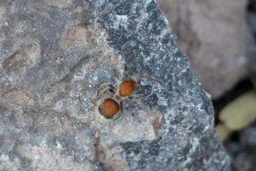 Sphaeropthalma arota
