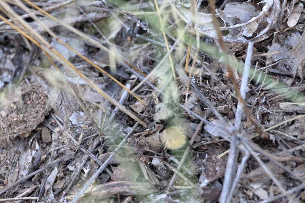 Dasymutilla connectens