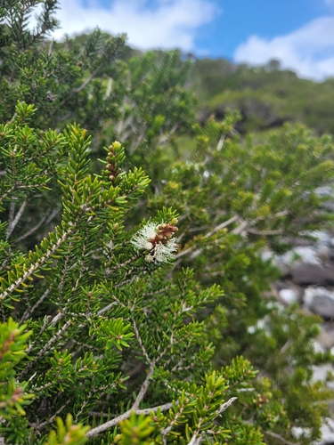 Melaleuca howeana observed 2024-09-07