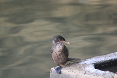 Nannopterum brasilianum
