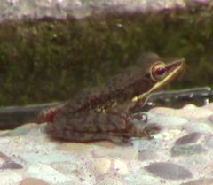 Chalcorana chalconota