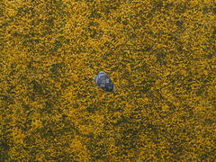 Cnesteboda celligera