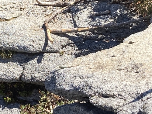 iNaturalist observation photo of Spiny Lizards