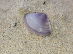 Austromactra contraria