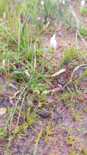 Geissorhiza setacea