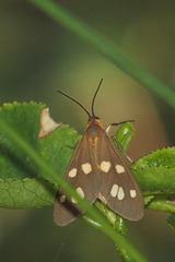 Dysauxes punctata