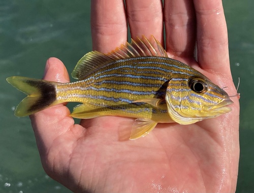 Blue striped grunt (Haemulon sciurus) — Haemulidae — 2