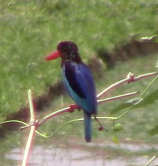 Halcyon cyanoventris