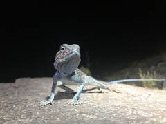 Pseudotrapelus jensvindumi