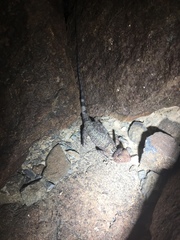 Pseudotrapelus jensvindumi