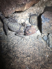 Pseudotrapelus jensvindumi