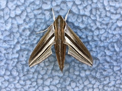 Theretra oldenlandiae