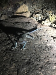 Pseudotrapelus jensvindumi