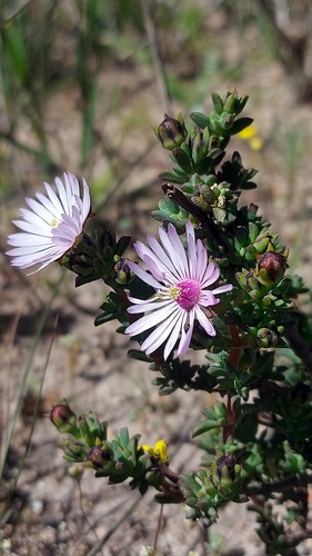 Lampranthus scaber, photograph 4