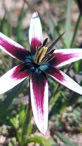 Peacock flower (Pauridia capensis)