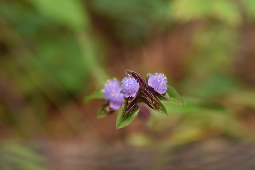 Cyanotis arachnoidea (Cyanotis arachnoidea)