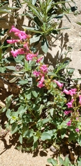Penstemon clevelandii