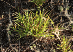 Cleistogenes squarrosa