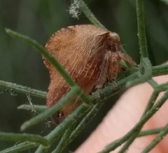 Telamonanthe