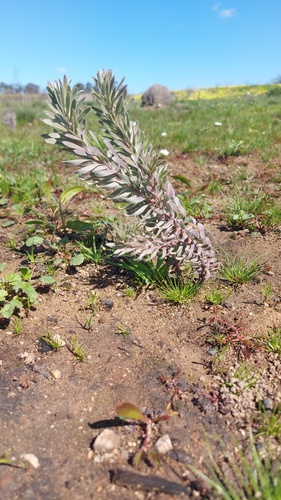 Klapmuts Conebush (Leucadendron verticillatum)