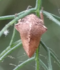 Telamonanthe