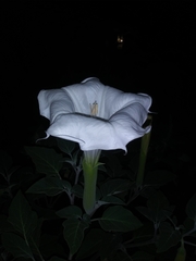 Datura wrightii