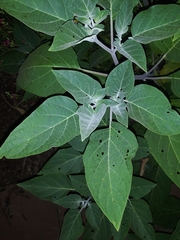 Datura wrightii