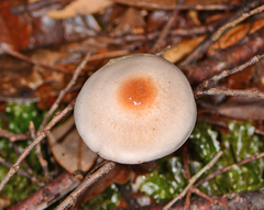 Cortinarius austrocausticus