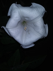 Datura wrightii