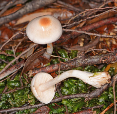Cortinarius austrocausticus