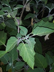 Datura wrightii